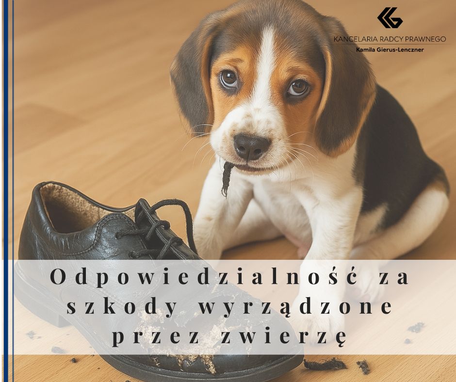 Odpowiedzialność za szkody wyrządzone przez zwierzę - co musisz wiedziec?
              